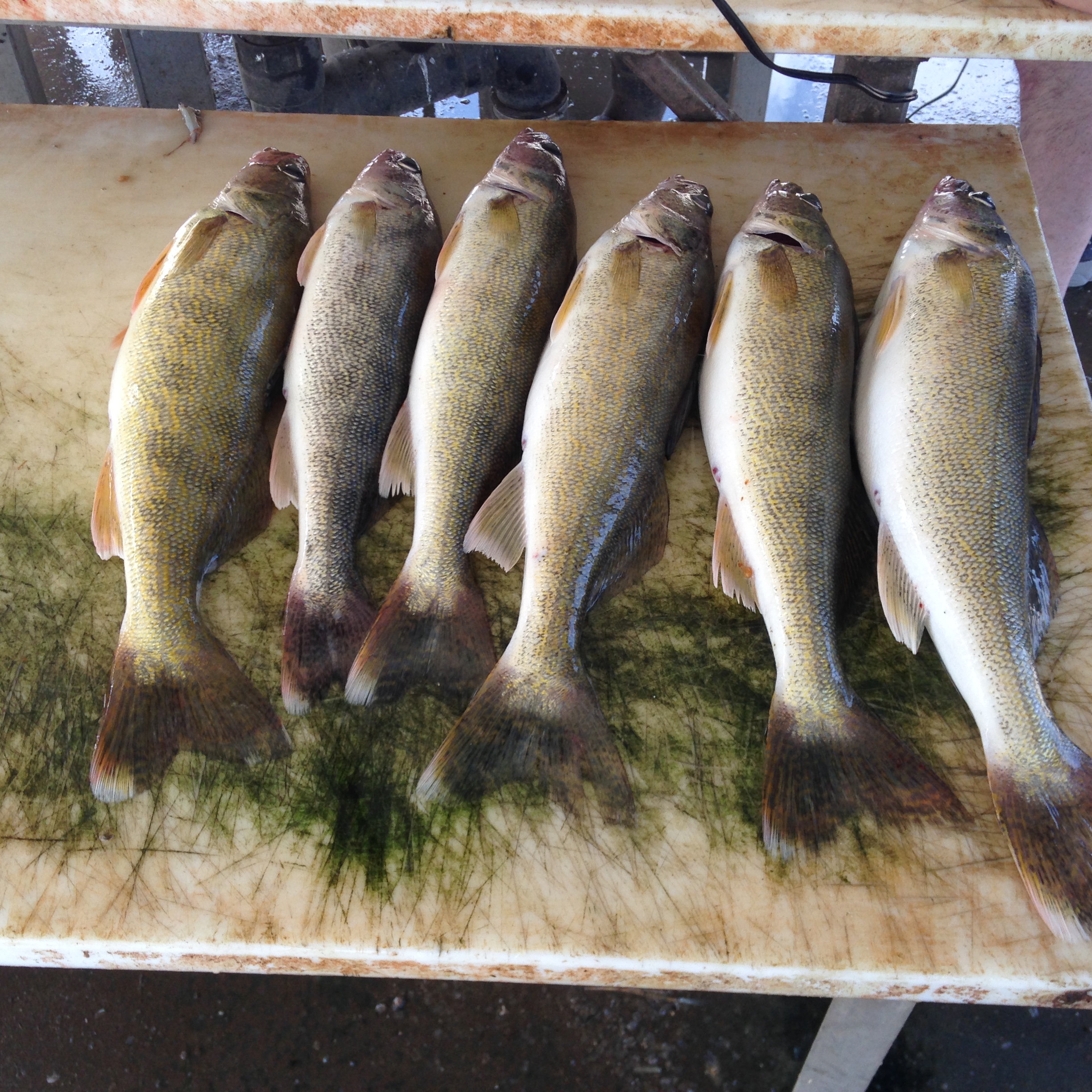 Good fishing at Devils Lake    7-8-2017