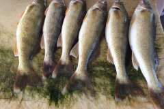 Good fishing at Devils Lake    7-8-2017